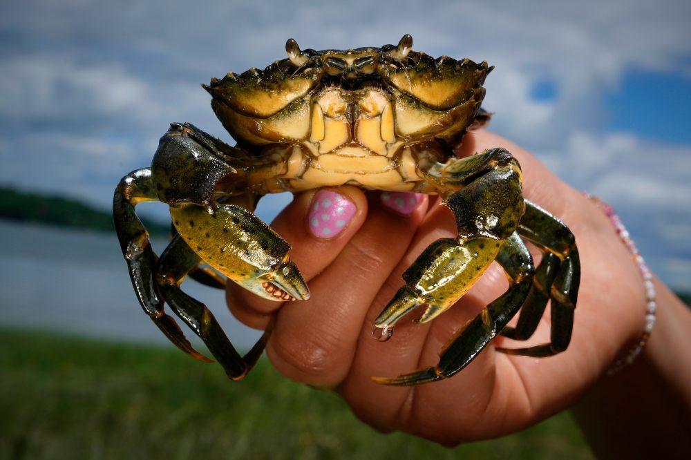 Invasive green crabs are bad for the environment so New Englanders are starting to eat more of them
