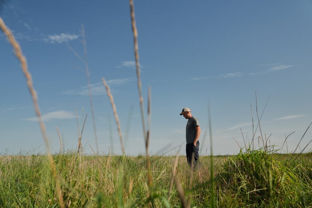 Farmers turn to perennial grains as one solution to extreme weather